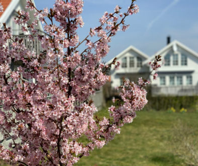 Springtimes 640x420